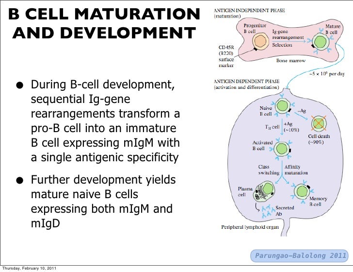 t cells mature in Kassandra big tits tube